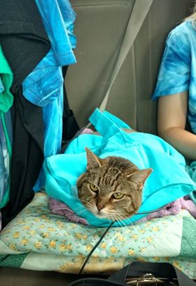 Photos | Cat-In-The-Bag